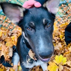 Meet your Posher, Niah